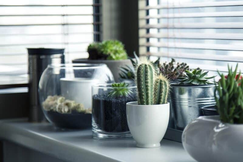 Horta em casa: quanto dá para economizar de verdade plantando temperos e hortaliças